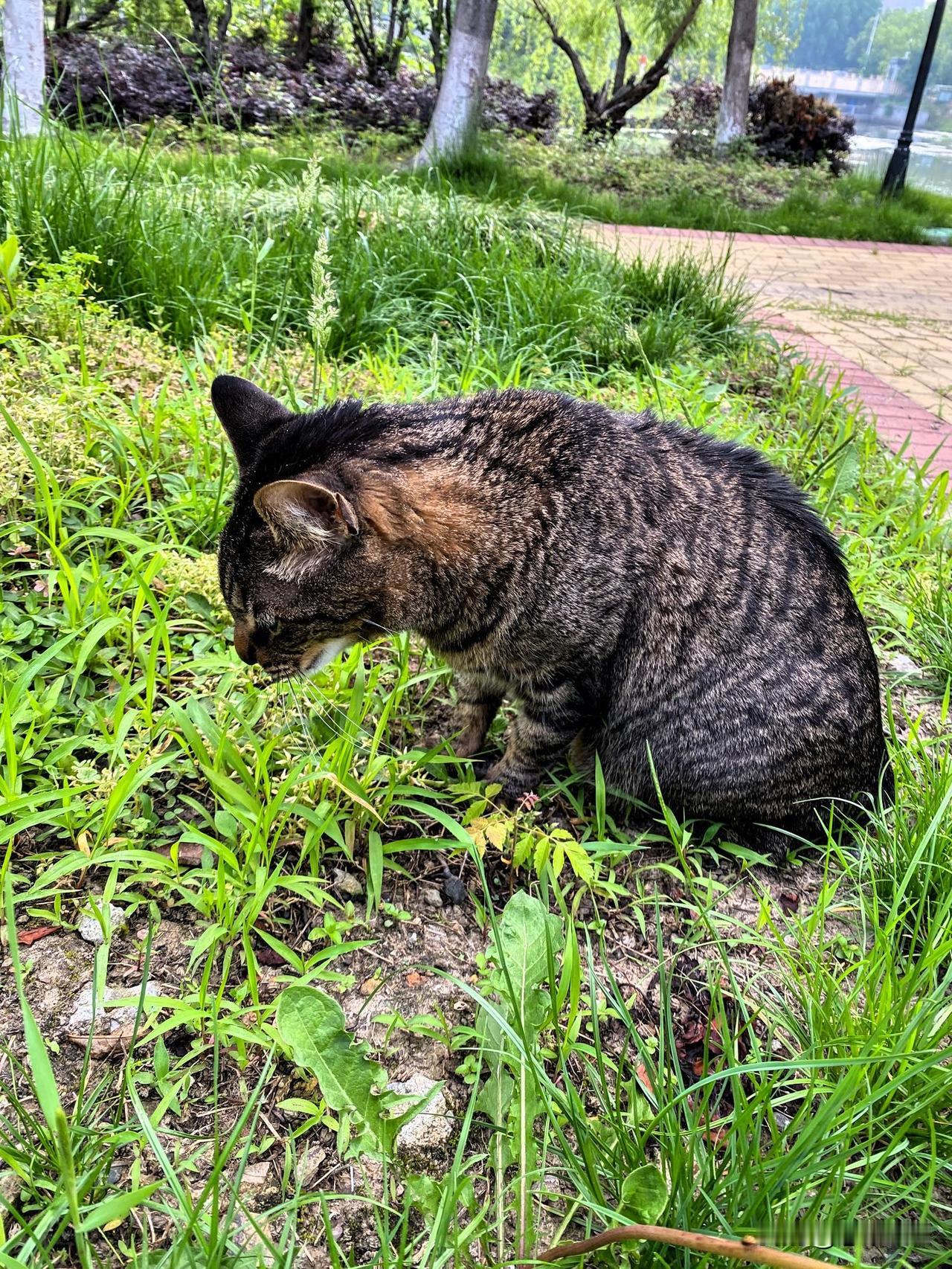 养猫咪的家更温馨热闹。