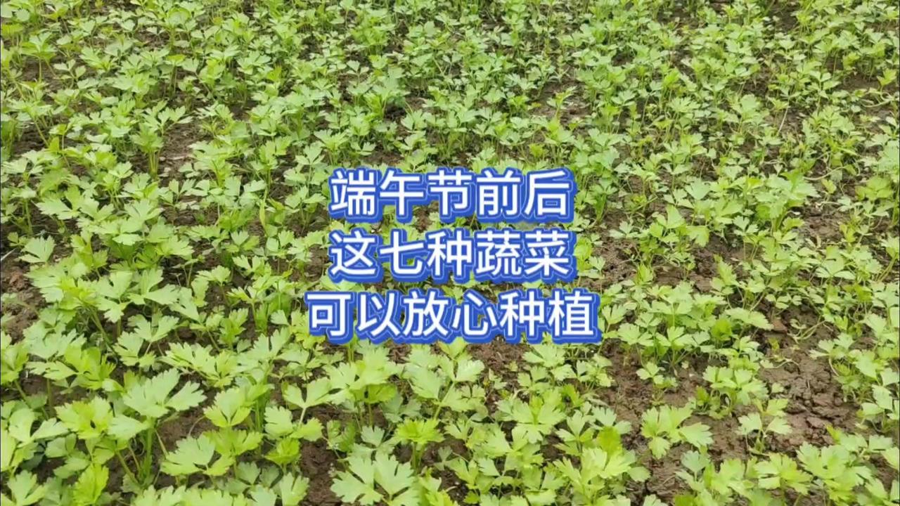 端午不仅是收获季，更是播种的季节。以下7种耐热蔬菜正适合种植，两三个月就能端上餐