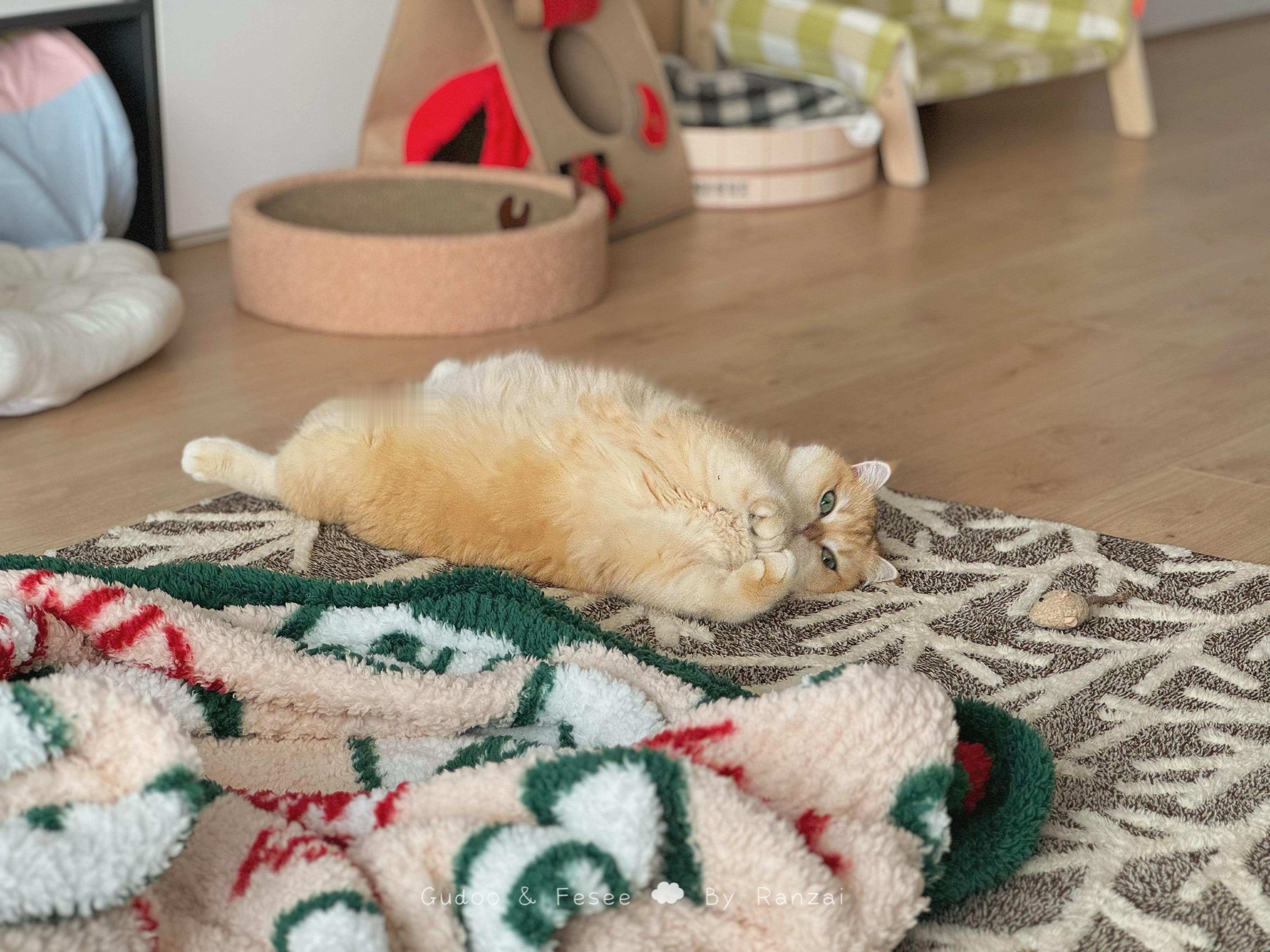 这种胖胖的小猫咪谁看了不迷糊[awsl]#菇冬怎么肥四[超话]##萌宠闹新春# 
