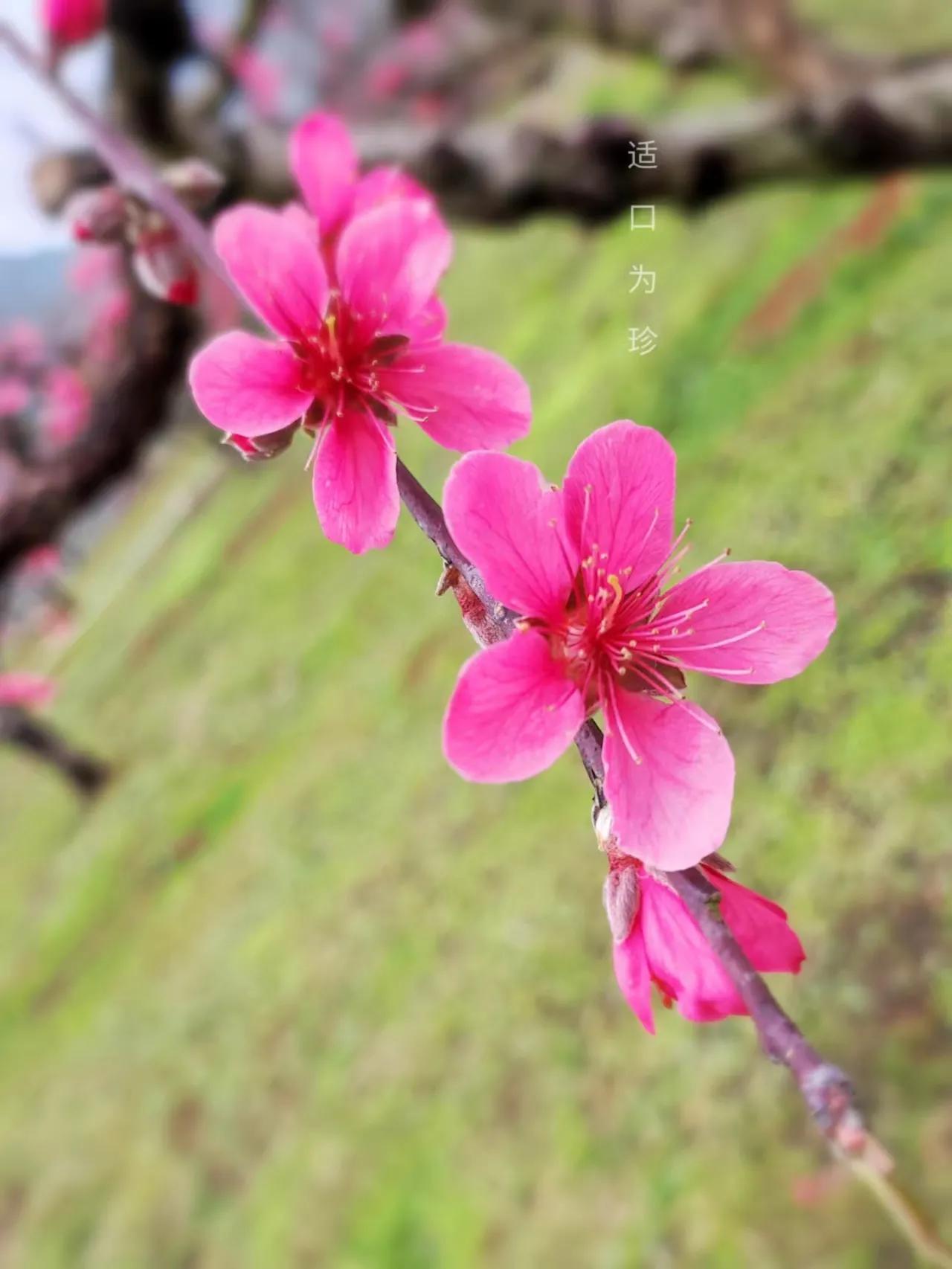 上联：岭桃近寺歌春色，
上联：岸侧村家，晓莺畅意林梢戏，
下联：您请对————？