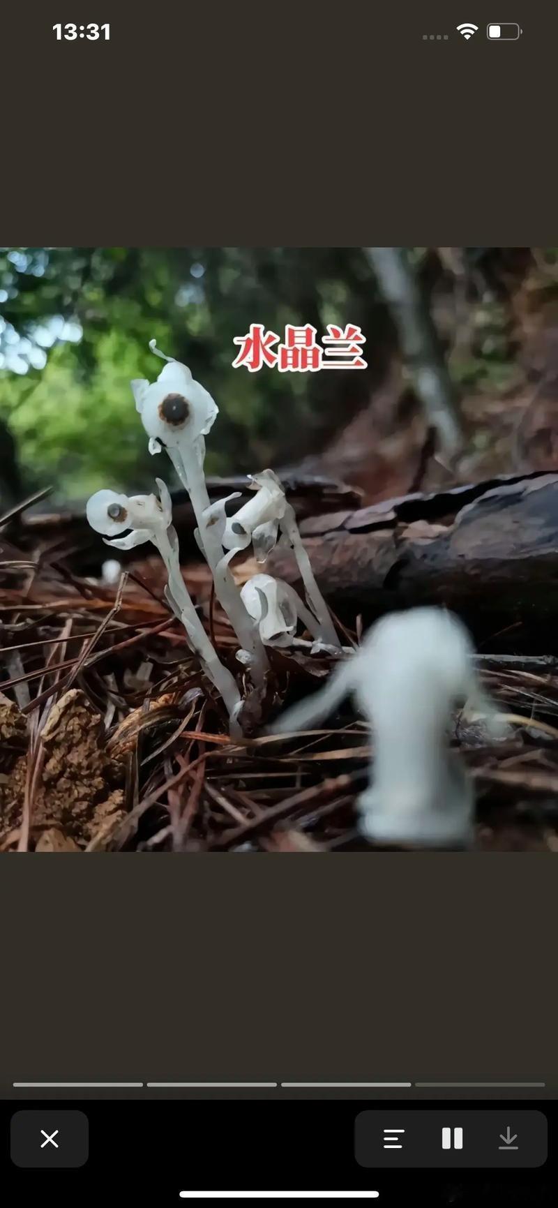 哀牢山发现7株冥界之花看看就行，别再营销吸引人去了，不要打扰大自然深处，不然有些