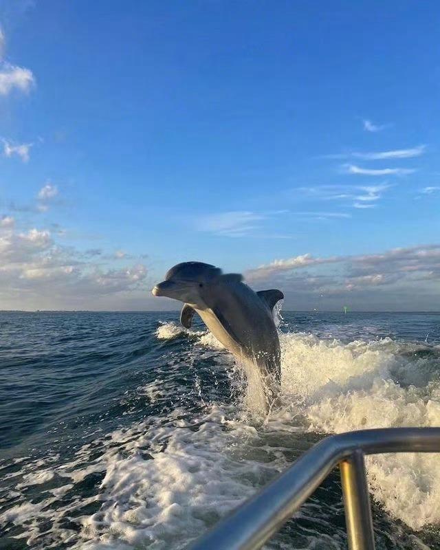 未来几天你会像开挂一样 做什么都会顺利！🐬 