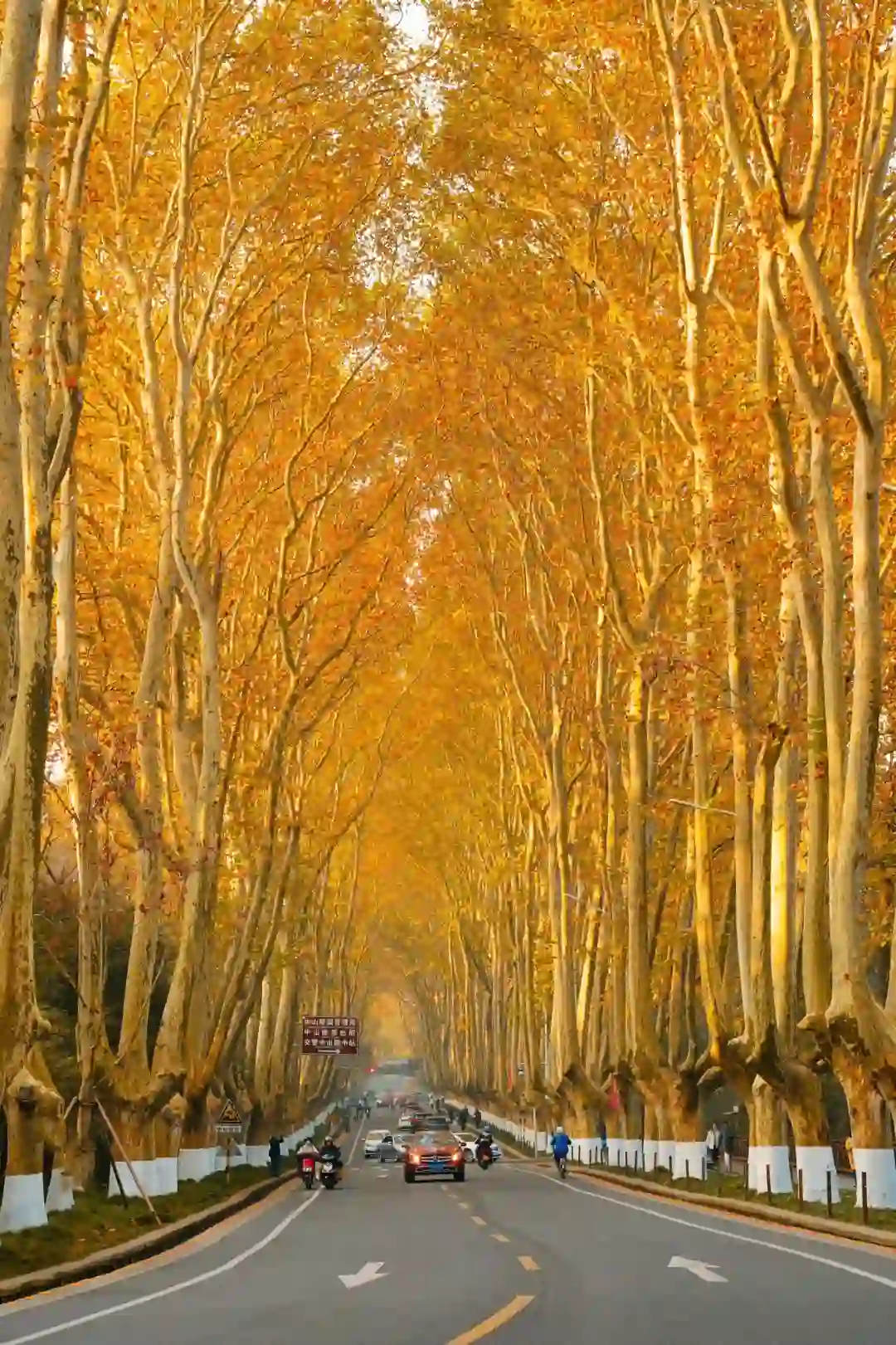 我宣布‼️没有一个城市比南京更懂秋天