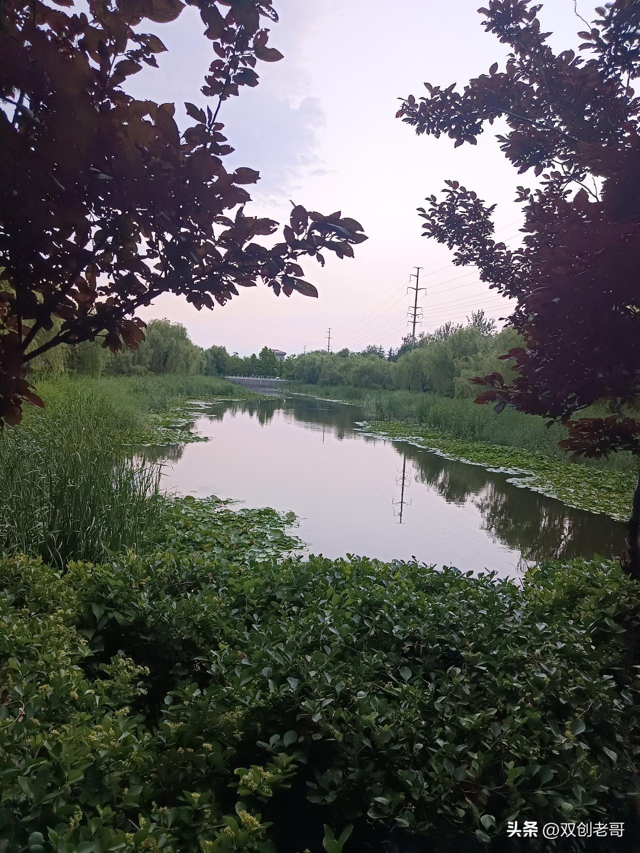 七言律诗·小暑
赤日炎炎蝉噪融，新桃鲜菜地摊翁。
半塘深苇栖鸣鸟，一片芳荷掩绿蓬