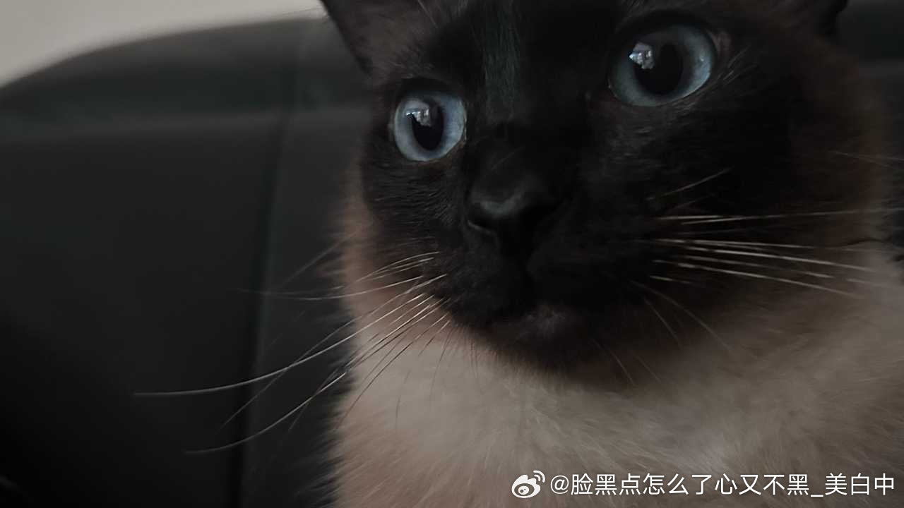 4011只黑脸tg 我看伦敦未必有逼罗忧郁 