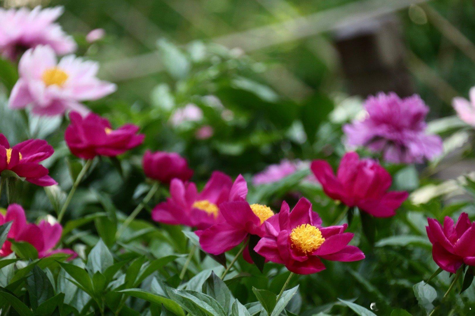 北京万寿公园芍药花开 摄影​​​