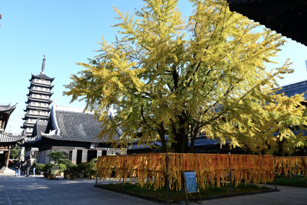 上海的真如寺大殿和650岁古银杏一起入选国家级名录