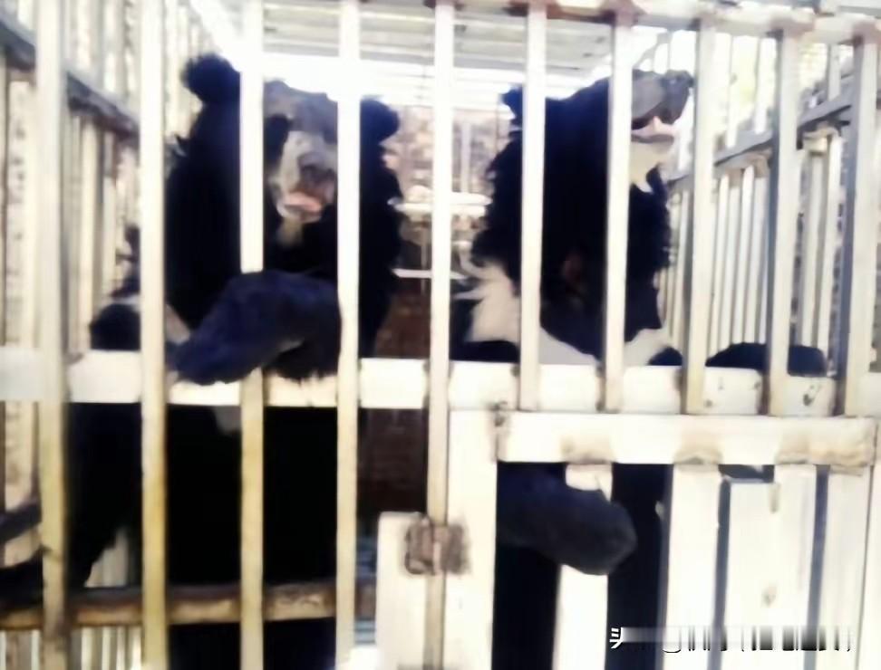 真是细思极恐，泰国海军陆战队进入一家柬埔寨赌场，空无一人的赌场深处，竟然发现了大