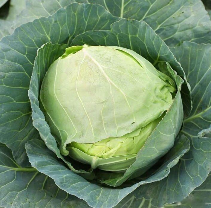 脆嫩爽口的甘蓝，既可清炒、凉拌，又能腌制成酸脆泡菜，是餐桌上的百搭美味。无论是新