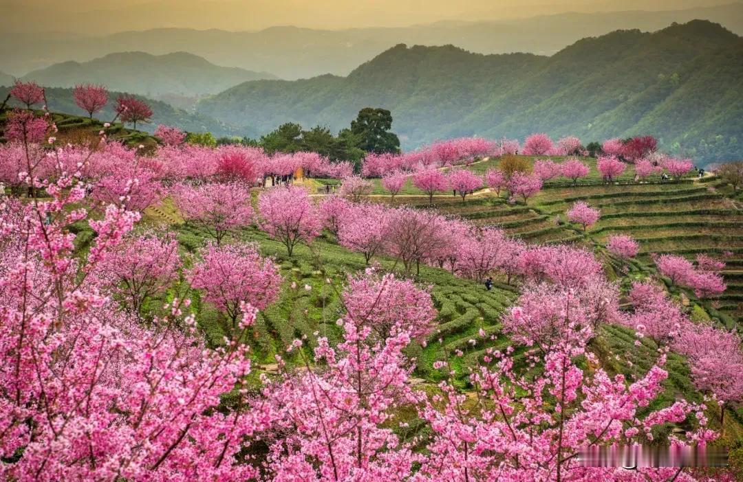 阴那山大山里樱花园正式开园，樱花太漂亮了，值得一看！