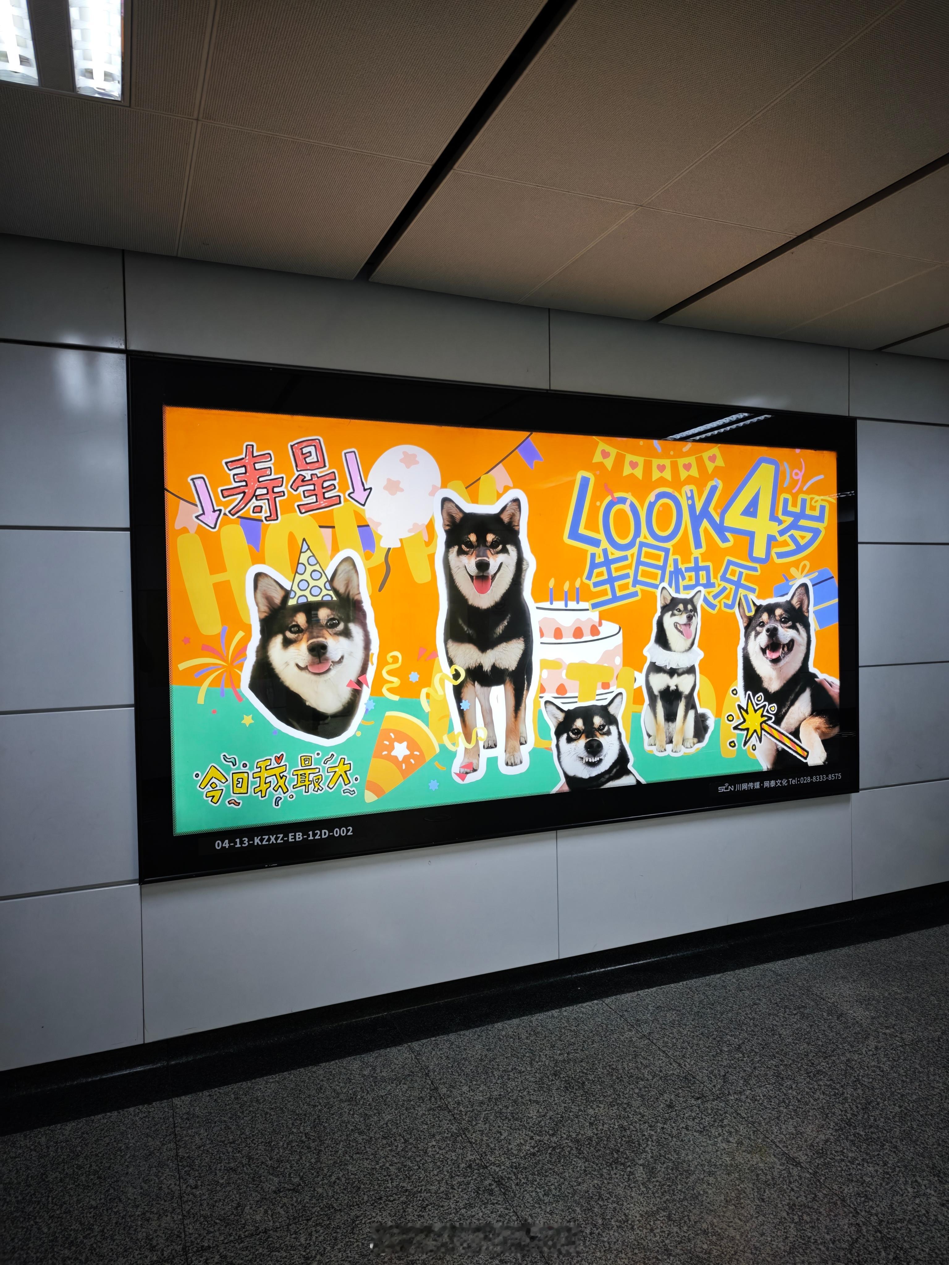 祝这只叫LOOK的小狗四岁生日快乐