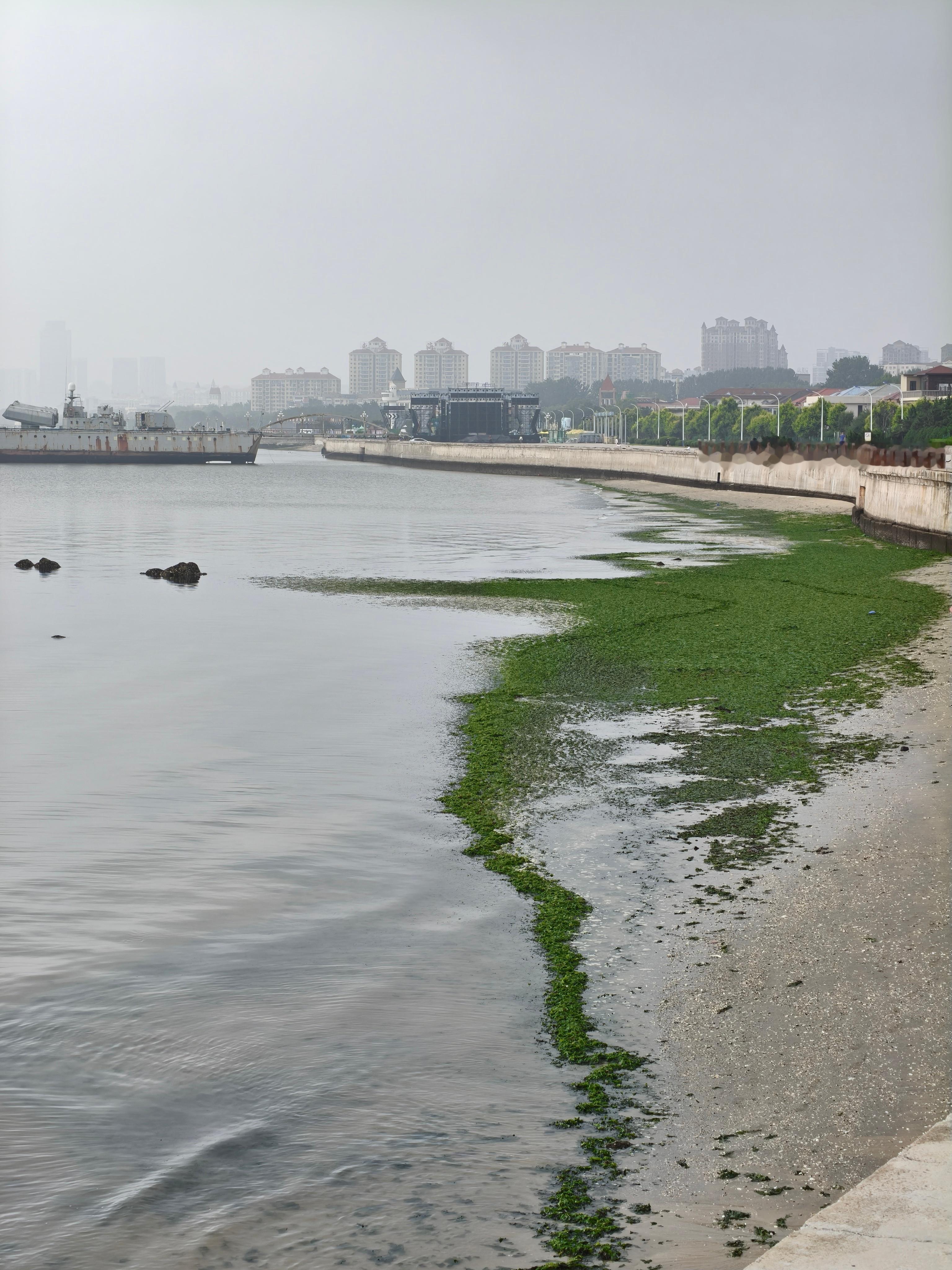 浒苔还是来了 