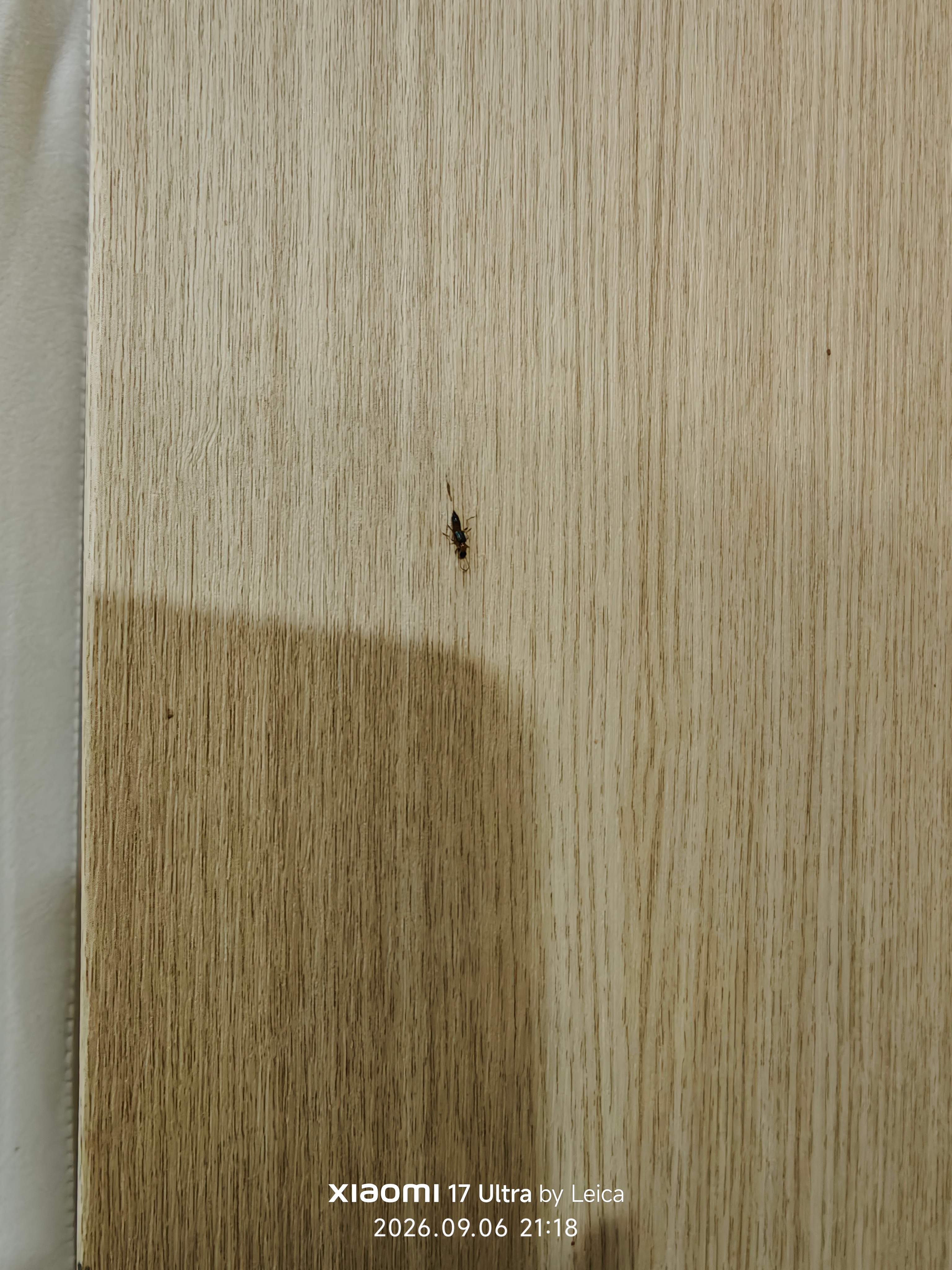 办公室出现了一堆这个虫，我还用鞋子拍死了一只，用豆包一问，居然是隐翅虫……！我知