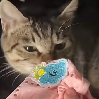 别让狸花猫帮忙找猫 咪：ok！！！！！！！包找到！ 