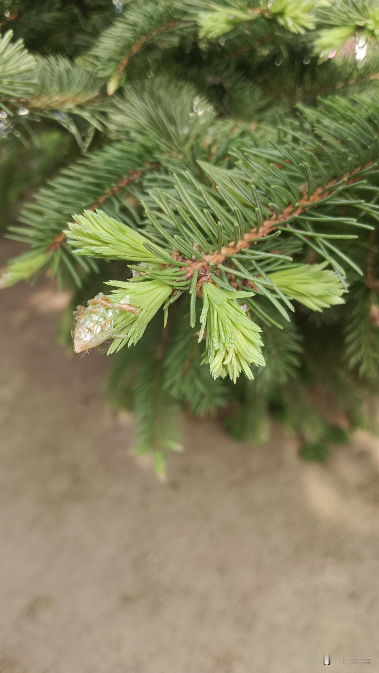 我的下联是：今晨翠柏换新枝。