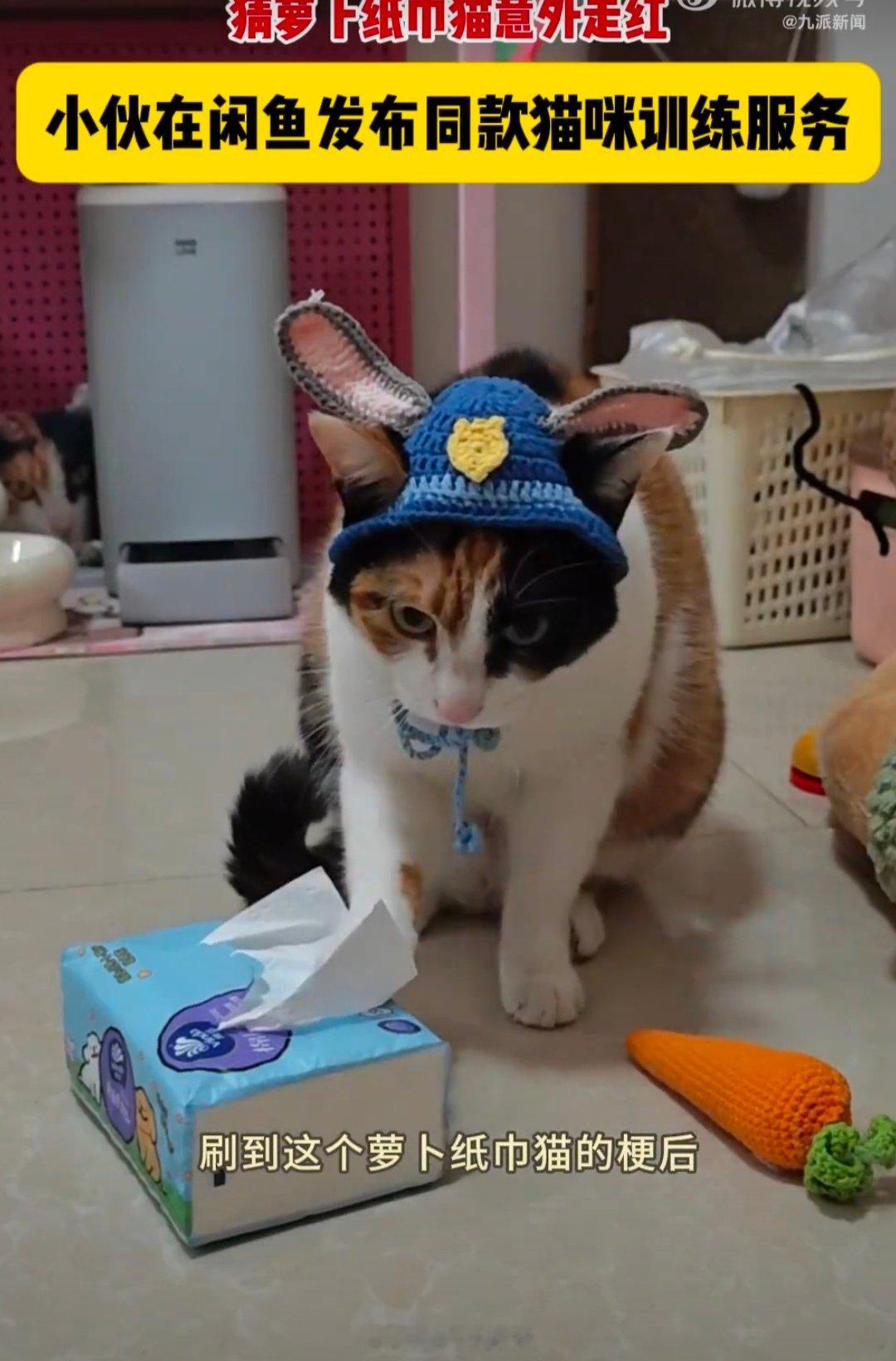男子闲鱼挂萝卜纸巾猫训练服务 有人在闲鱼挂“萝卜纸巾猫训练服务”，训猫师强调科学