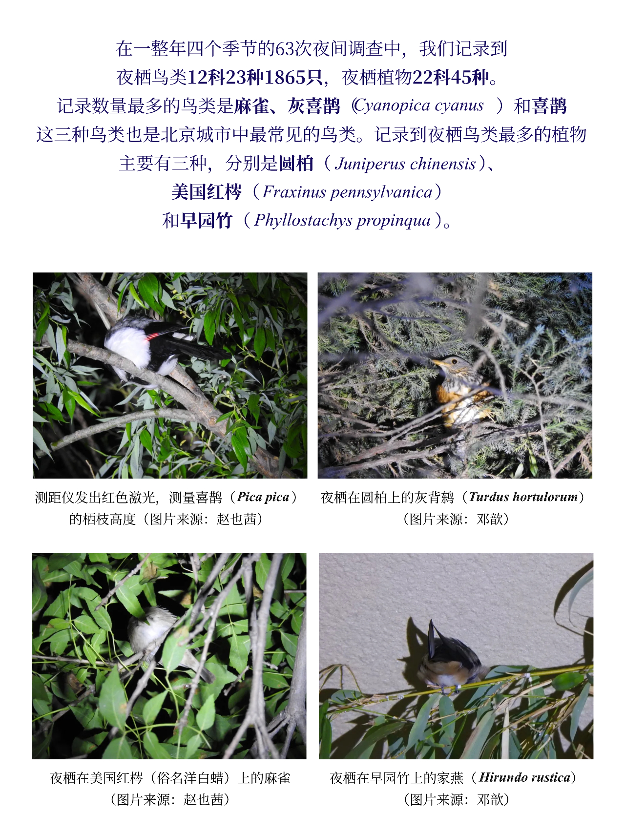 我们熬夜观察了1865只鸟儿，终于发现它们晚上去哪睡觉了……科学大院