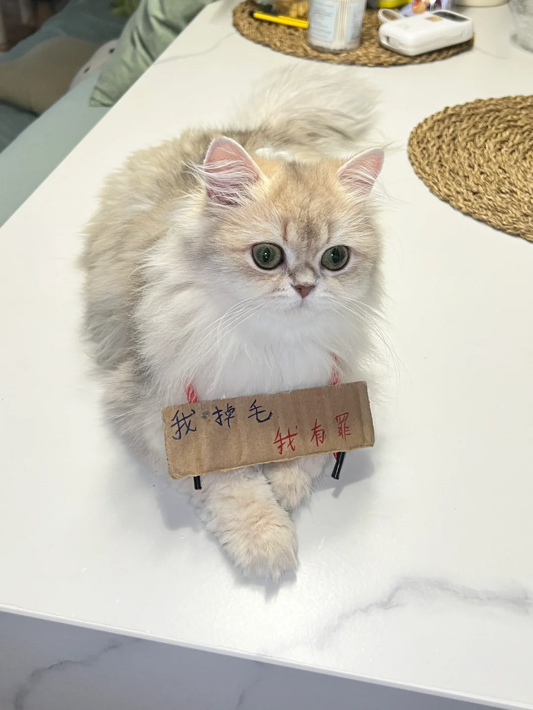 掉毛怪有救啦～🤗