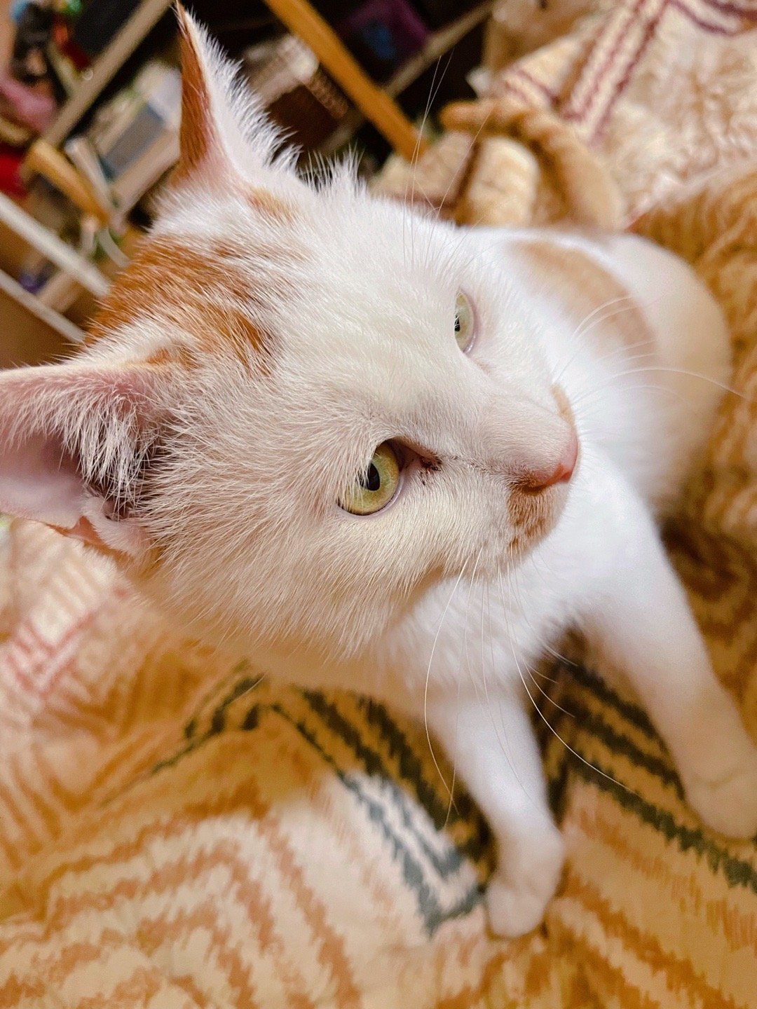 麦子和雪球 我觉得自己就像个渣男，和皮蛋、咸蛋说麻麻最爱你们，和麦子、雪球也说麻