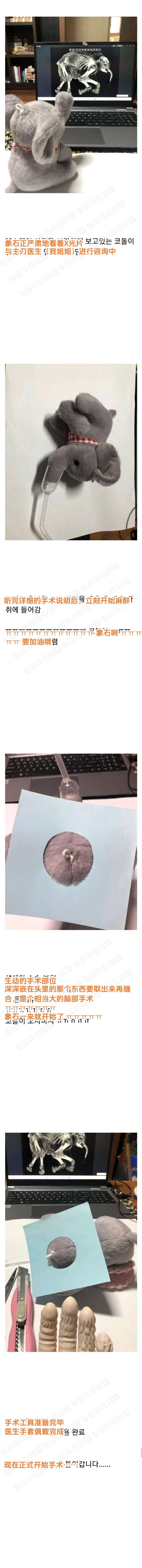 笑死，韩国几年前的姐姐亲自给妹妹的大象进行开颅手术事件（+患者术后近况：恢复情况