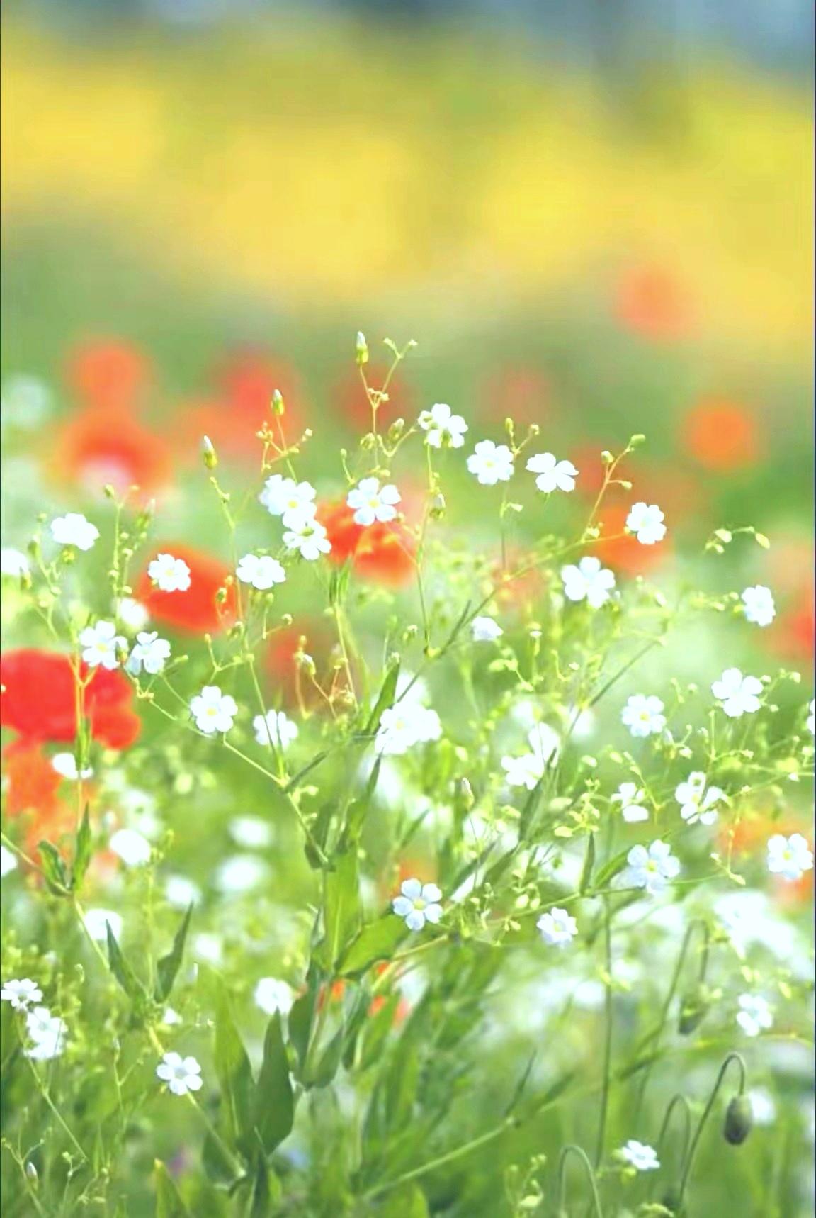 不过它有个小脾气——特别怕风，一吹就乱晃，所以拍的时候得蹲稳了，手别抖。

给你