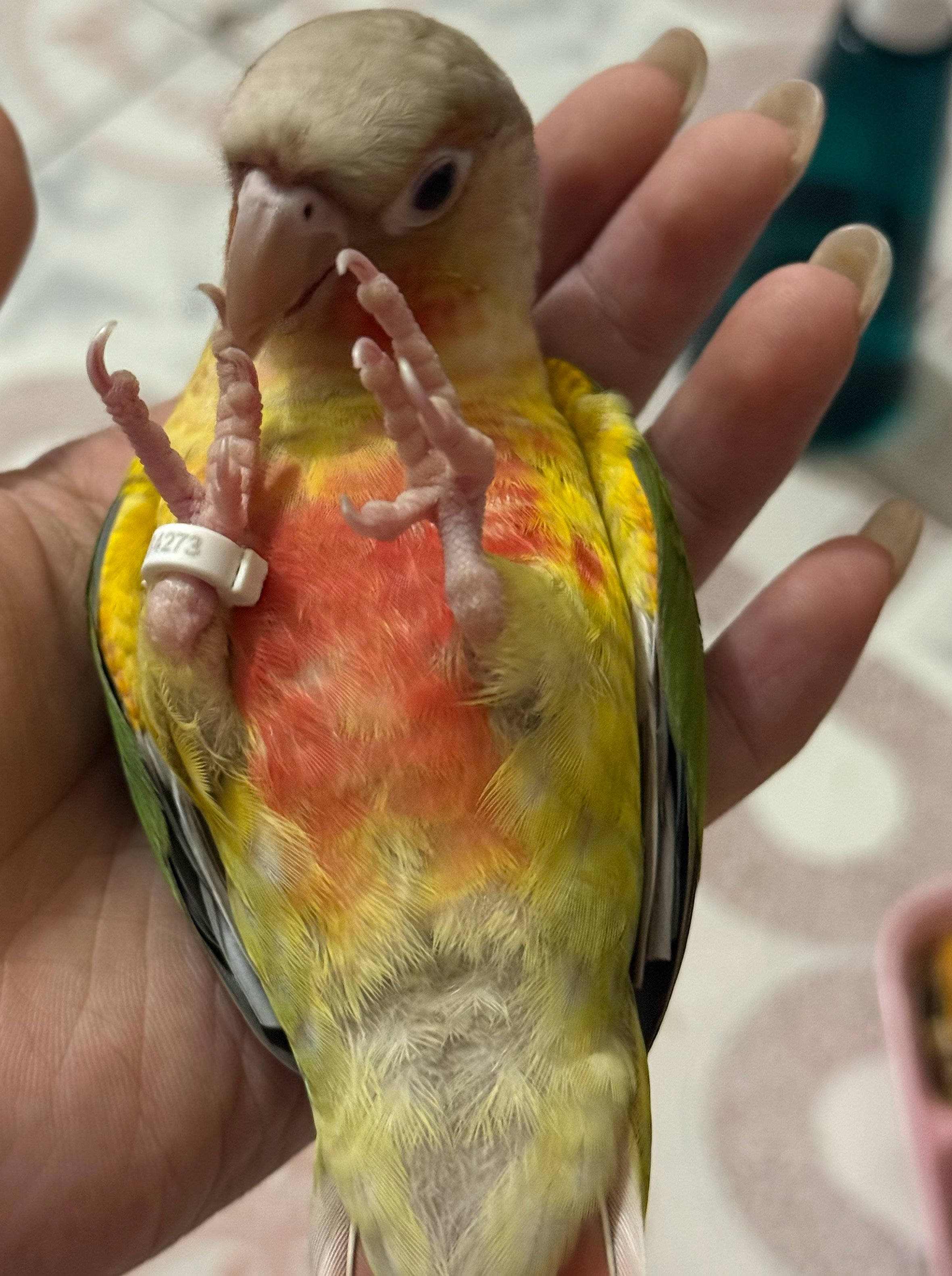 溜达鸡惬意中 