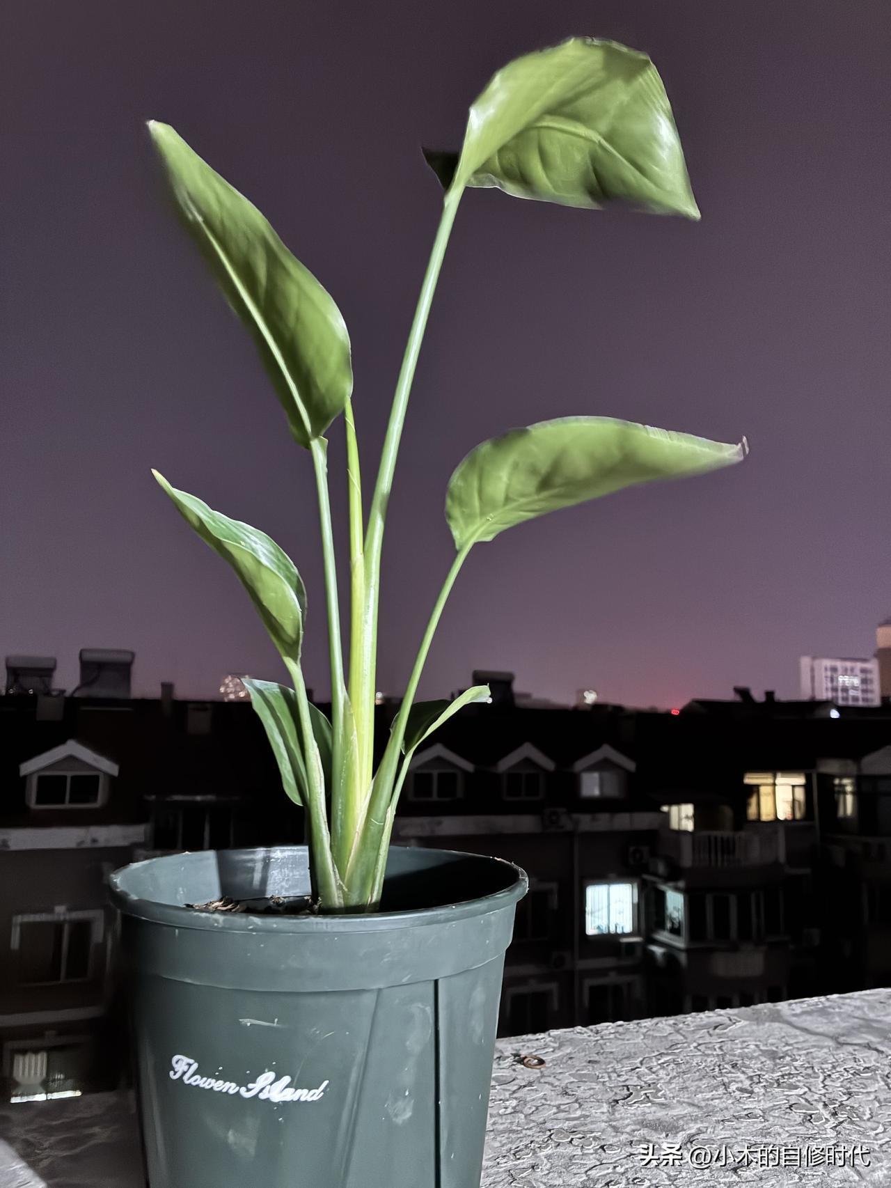 家里青春期叛逆的女儿和中年叛逆的老公，撞到一起，绝了[流泪]
每天都如履薄冰。