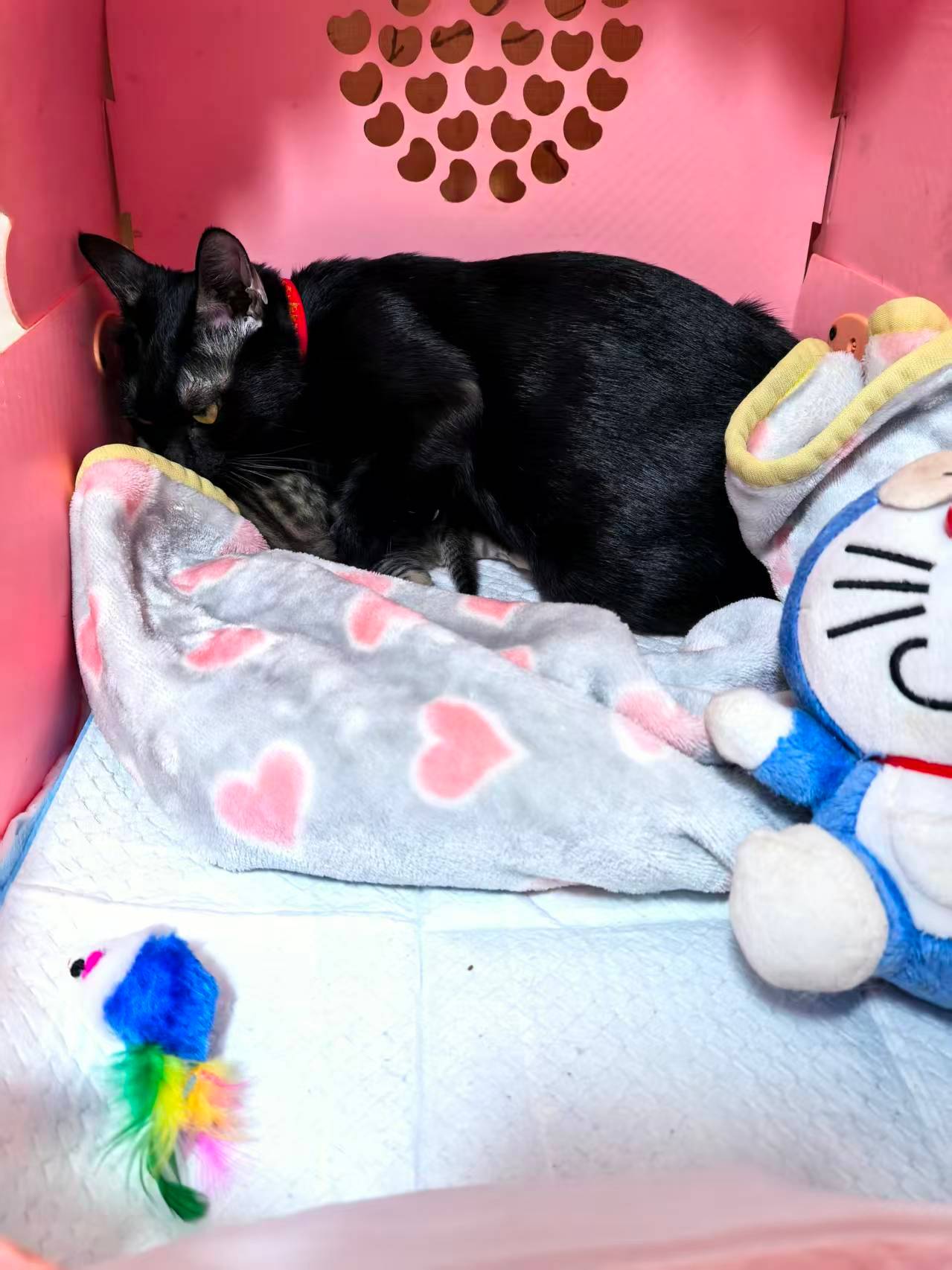好爱自己的孩子。。一个手把宝宝们扒拉到身边，捂在怀里。。。。。猫夏天就要宠一夏