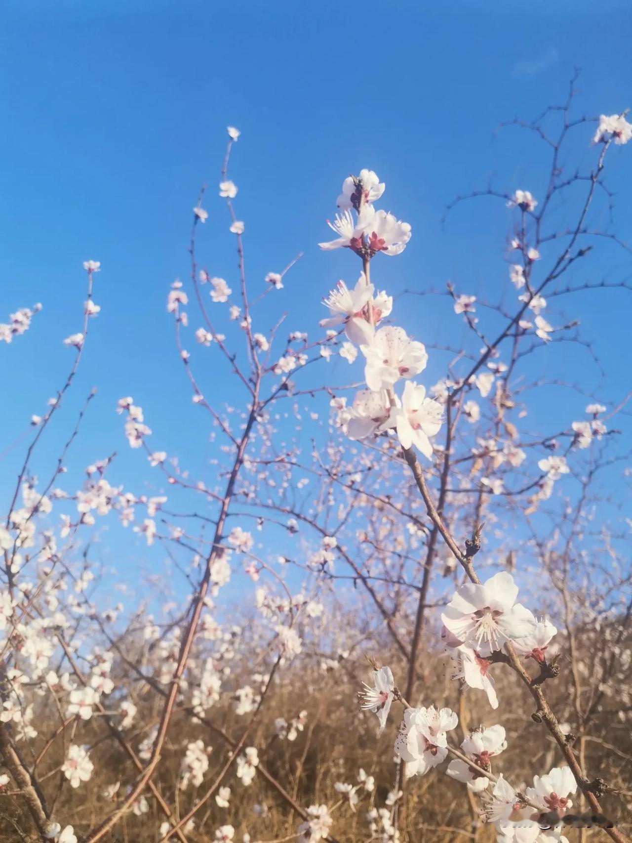 生活在城市里的人们，有多少人能分得清山桃花、杏花、桃花之间的区别。
从开花时间上