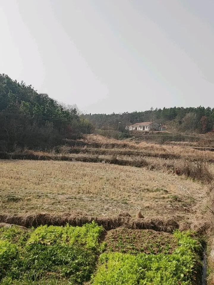 春会来，事会顺
人会好，花会开
风会暖，路会平
福会来，财会到
家会圆，心可安