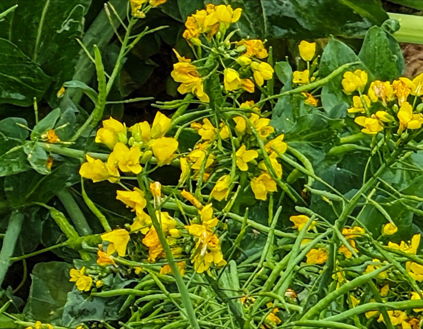 兄弟们早，这个确实不是油菜花每天早起打卡