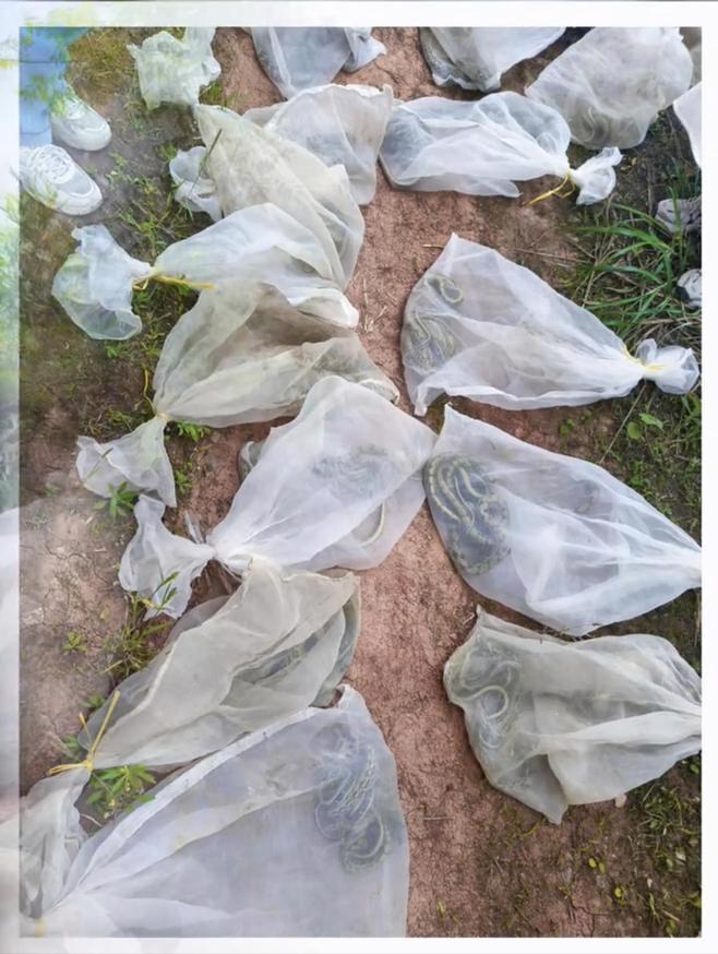 “缺大德！” 四川宜宾，当地 56 岁村民去年冬天在院坝附近发现一条三米多长的蛇