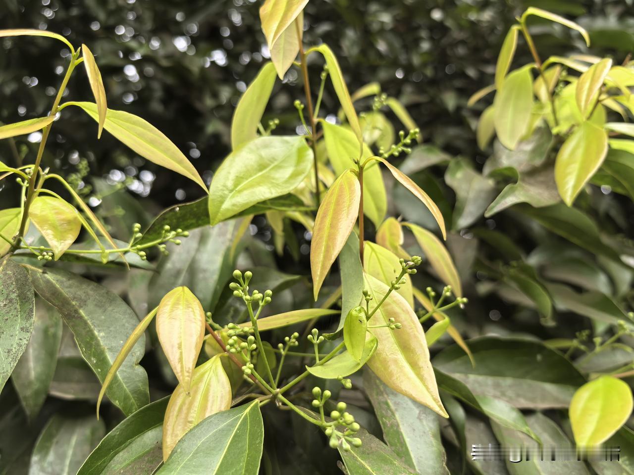 前些天我的头条好友小胡在写作发了一篇微头条，说有个人在豆包上咨询写作的事，豆包向