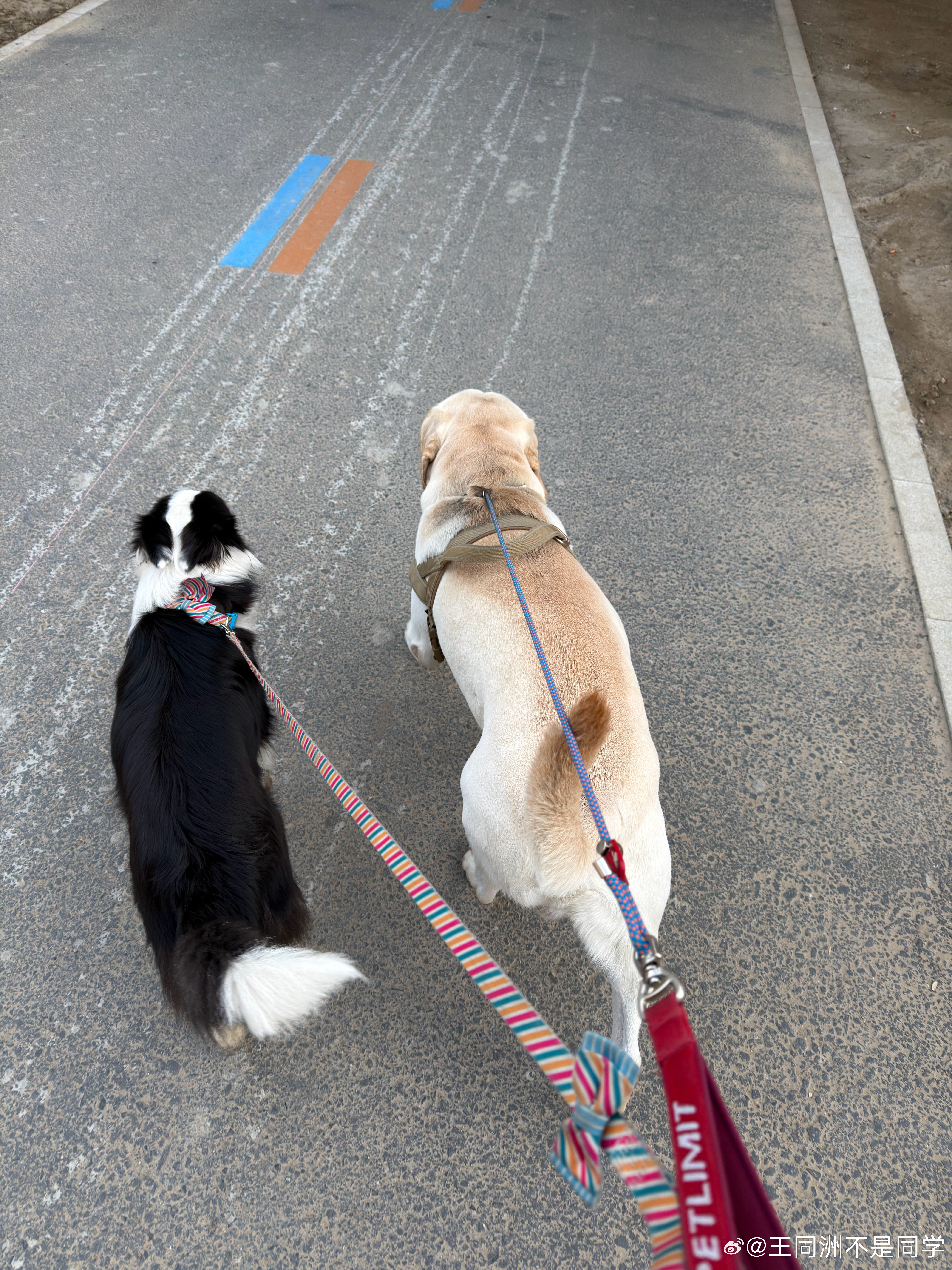 昨天半夜回来的好处今早不耽误遛狗连着干 