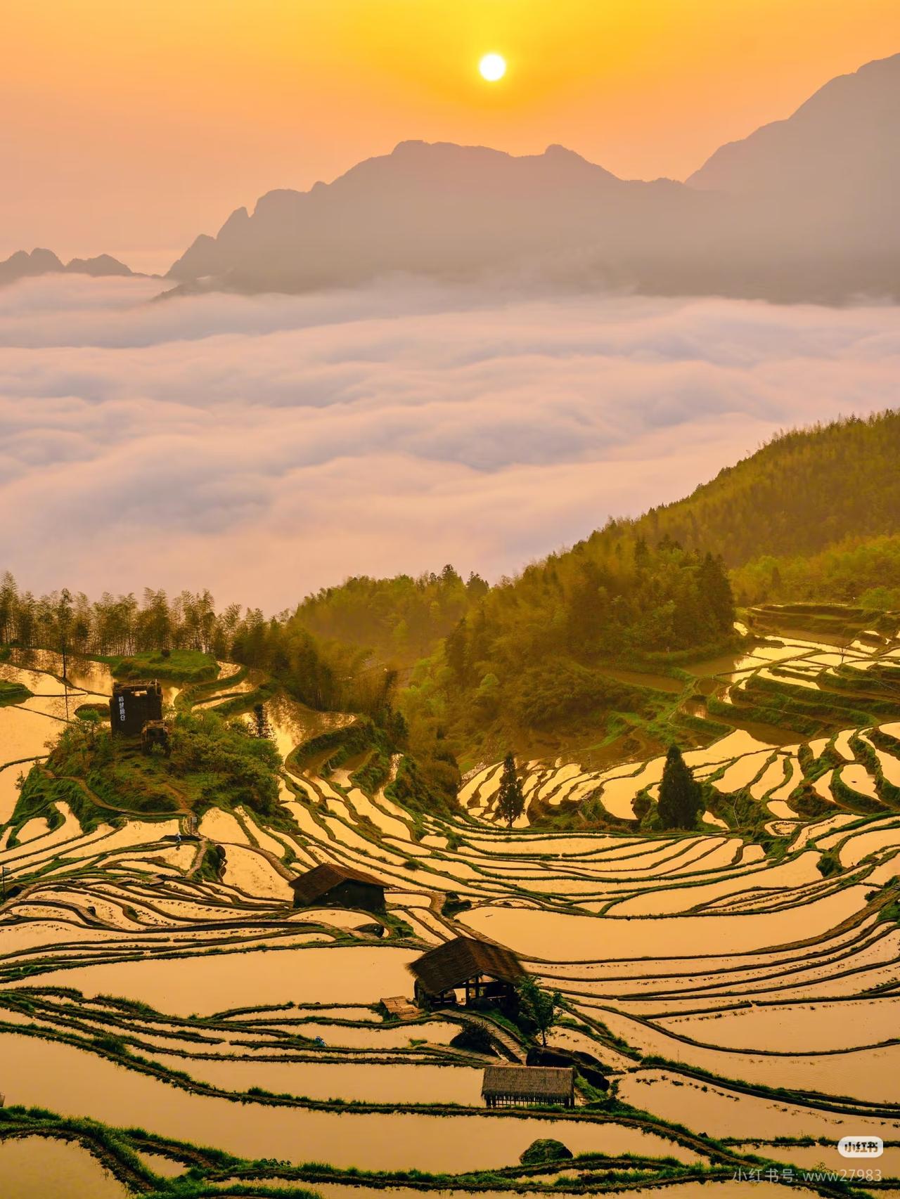 不在贵州！在浙江！日出云海梯田美到封神‼️

如果你还不知道四五月去哪玩
不如了