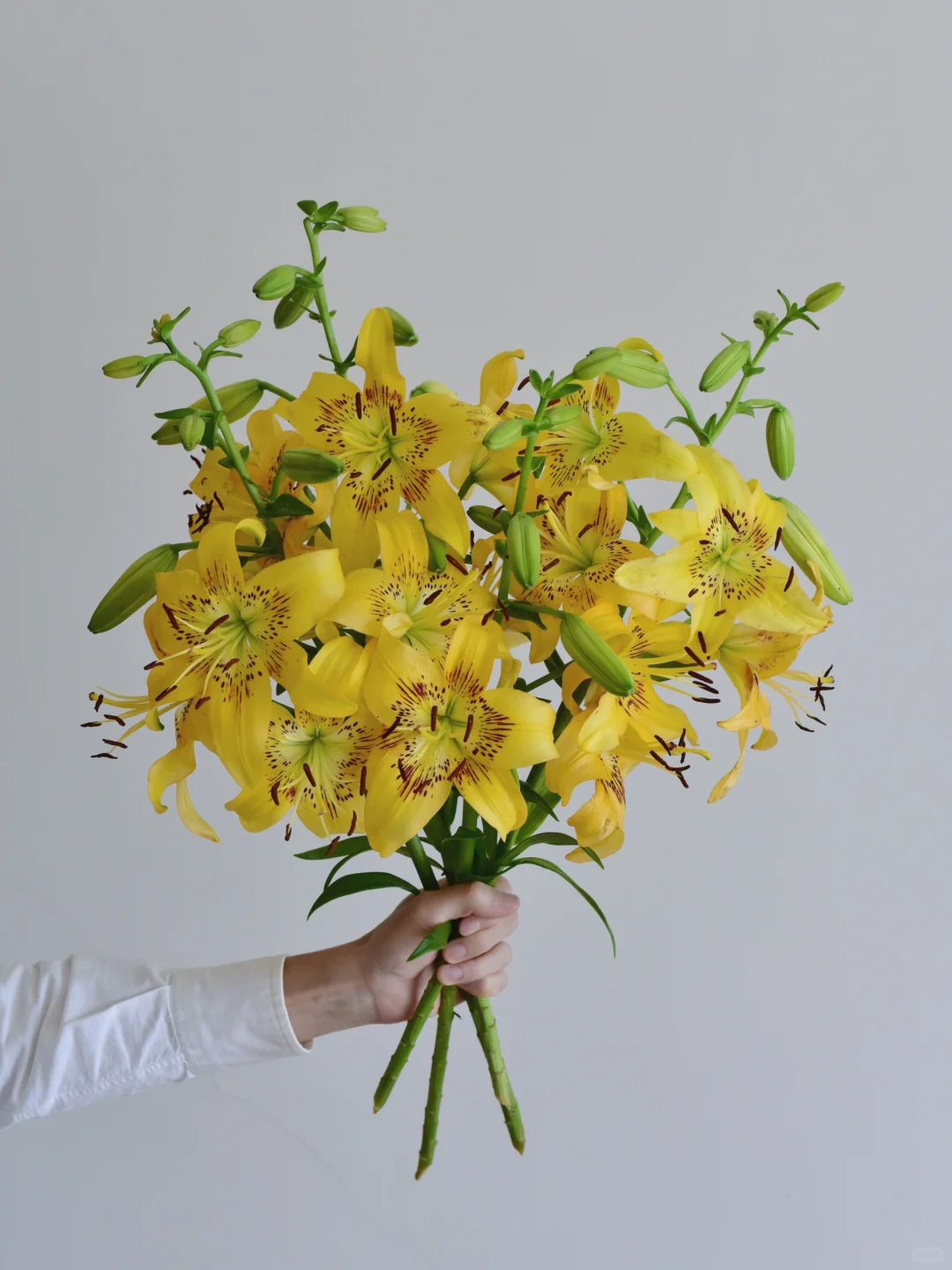 三木谷百合庄园·黄棕熊