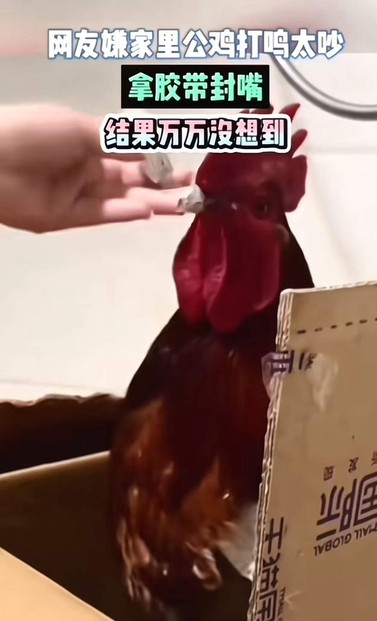 女子嫌家里公鸡打鸣太吵，拿胶带封嘴，结果万万没想到……这一幕，或许在很多农村或乡