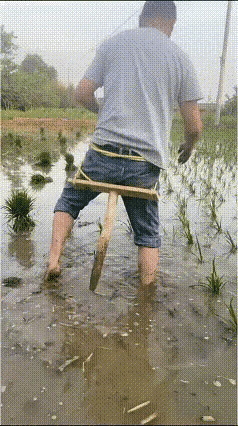 插稻秧是非常辛苦的，越是辛苦的劳动，越是能让人开动脑筋，研究能够减轻劳动强度的工