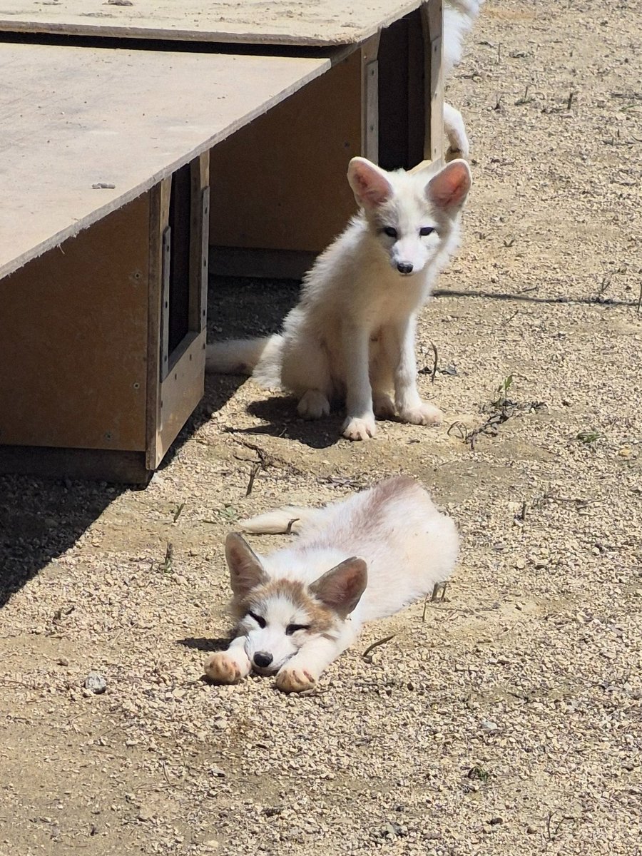 狐狸 小狐狸会飞©️kon_fox_village 