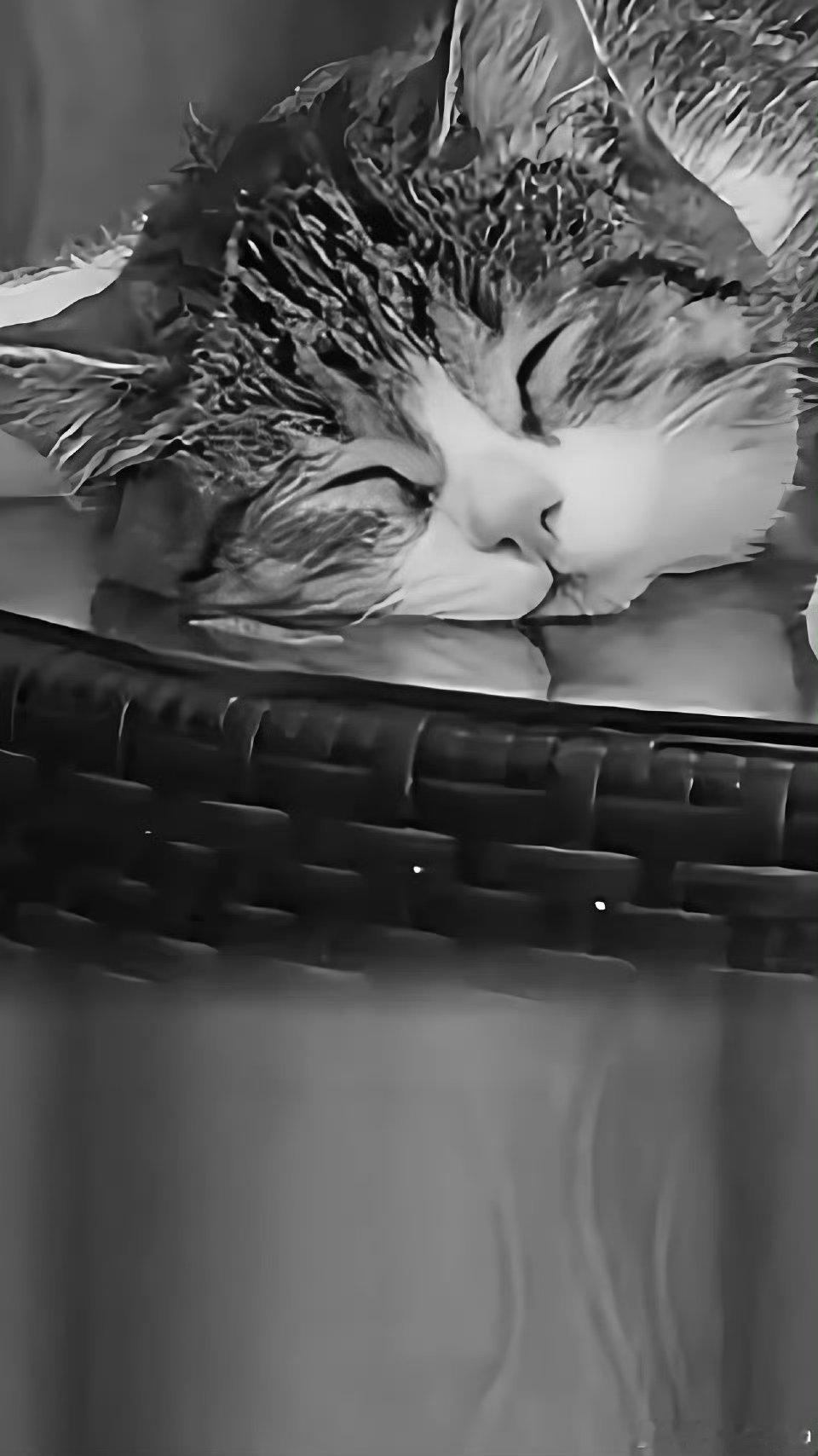 赵彦彬用歌怀念网红小猫悟空在萌宠的世界里，网红小猫悟空曾用可爱点亮无数人的心。如