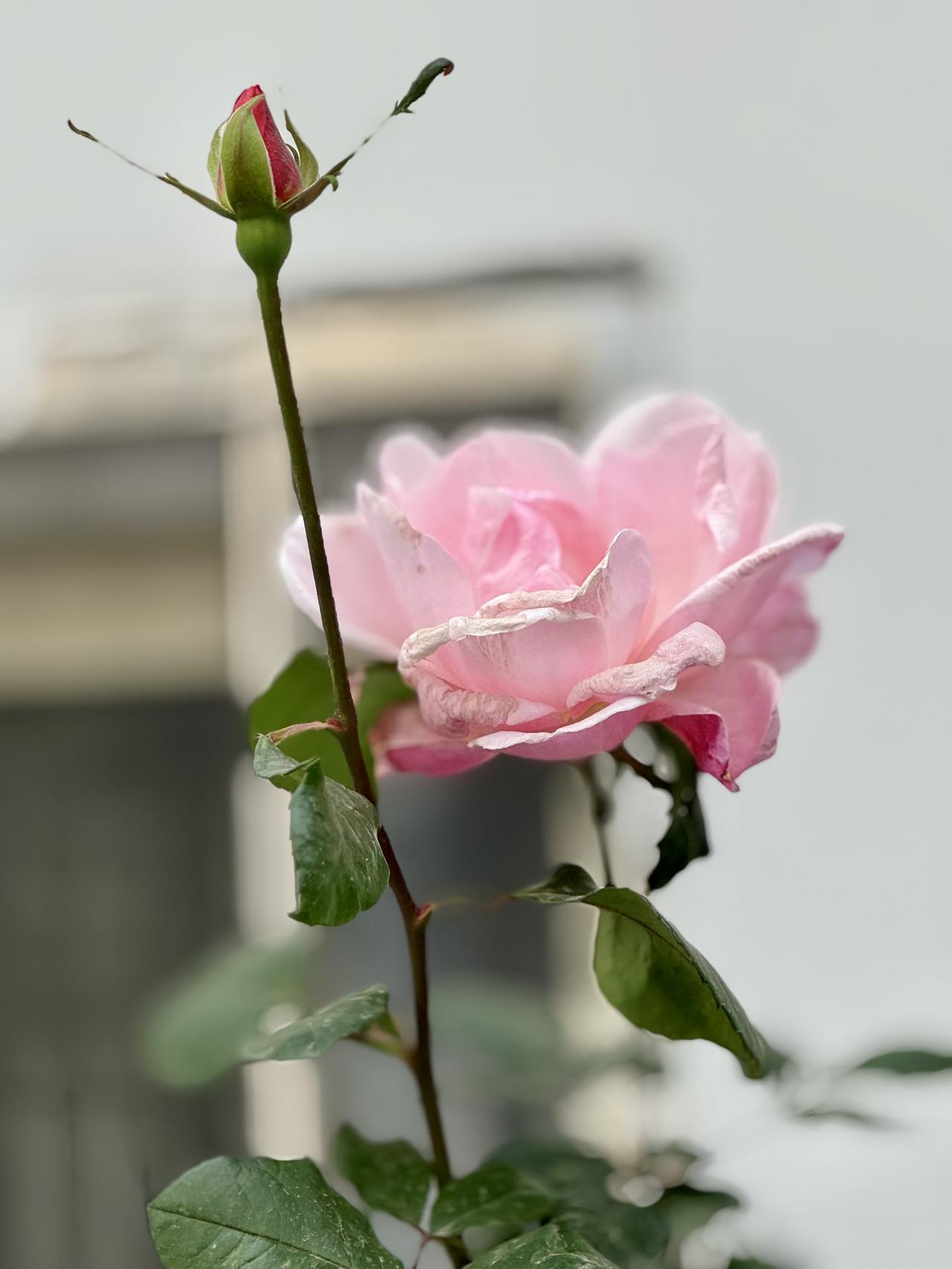 分享一张最近随手拍的照片冬天的月季花