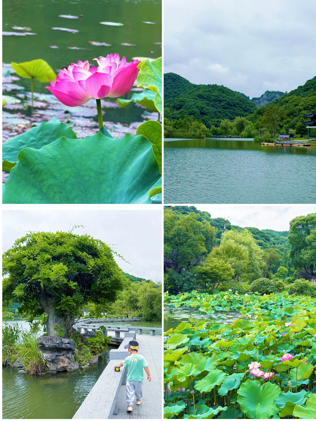 不想去西湖人挤人❗️在铜鉴湖误入藕花深处