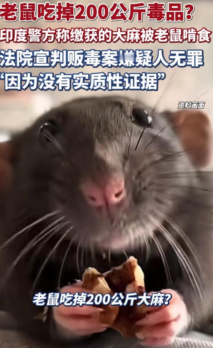 2026第一个笑话，印度一城市警察声称缴获的200公斤大M被老鼠吃了，法官以没有