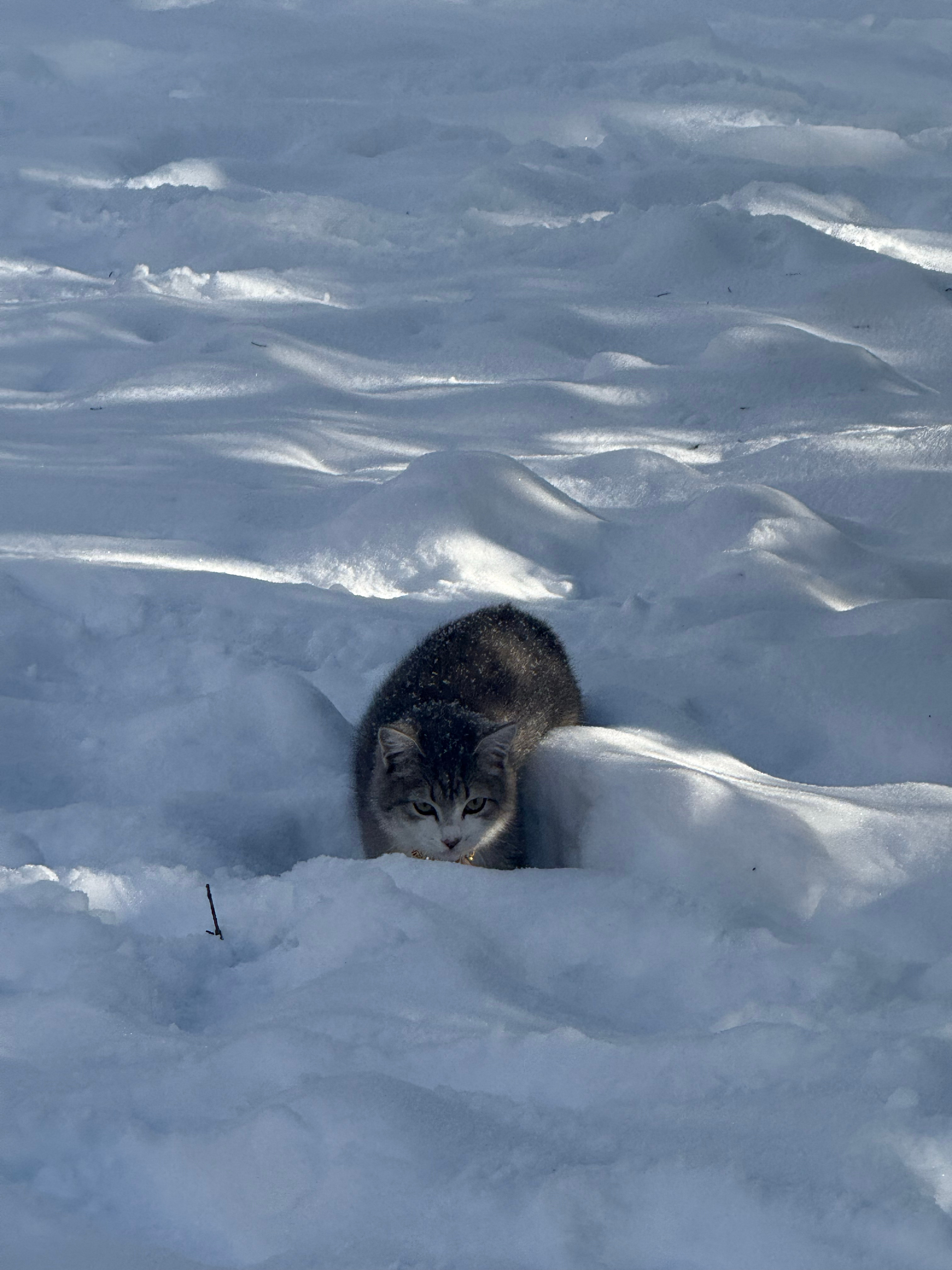 བཀྲ་ཤིས་བདེ་ལེགས་📿王新迪