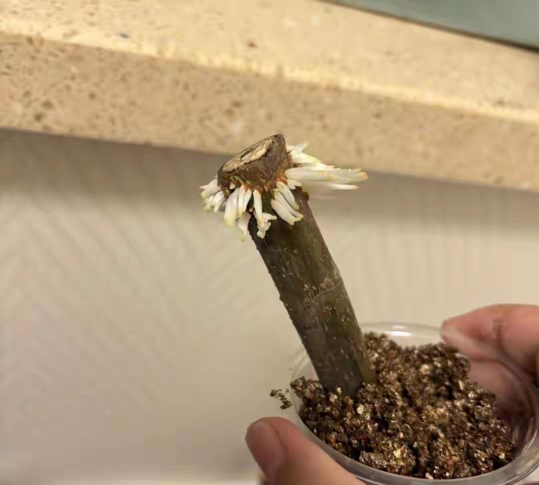容姐科普扦插知识：判断枝条正反，可通过叶片（叶朝上为正）、芽点（芽点向上为正）或
