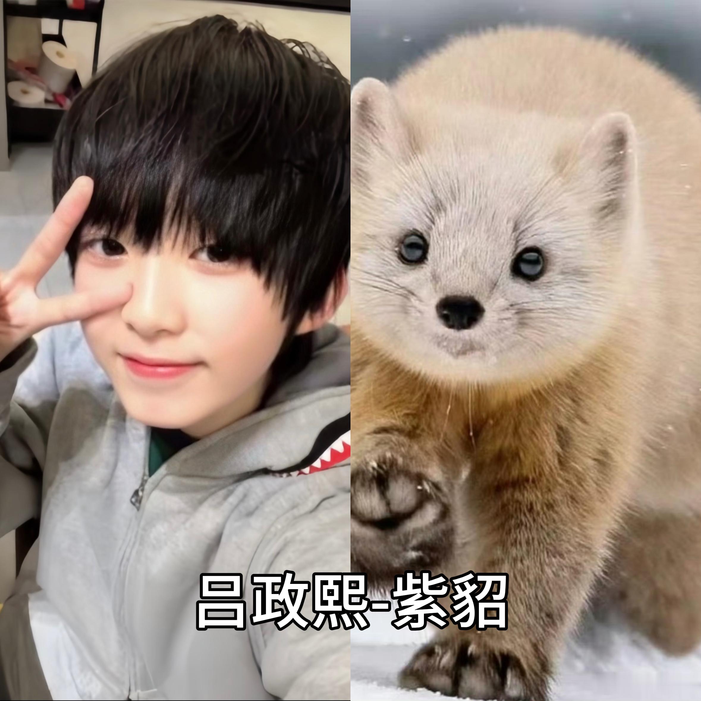 TF家族五代所有练习生动物塑合集-佟弋 智恩涵 朱映宸 吕政熙 高铭阳 陈璟翊 