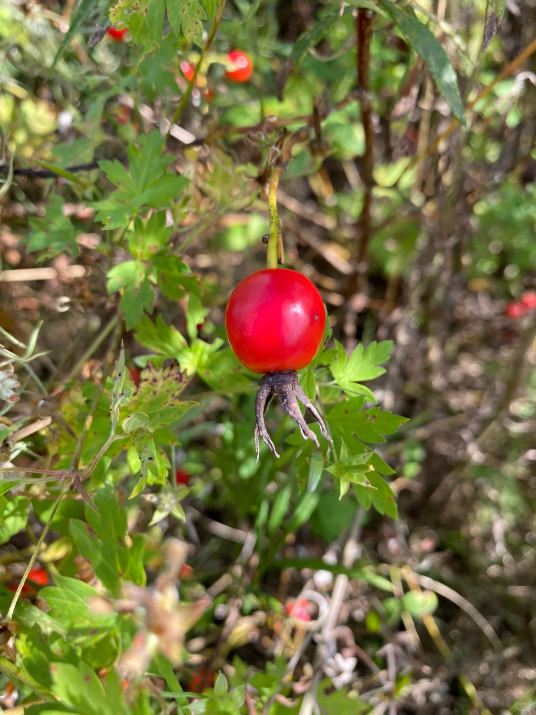有认识这个果子的吗？