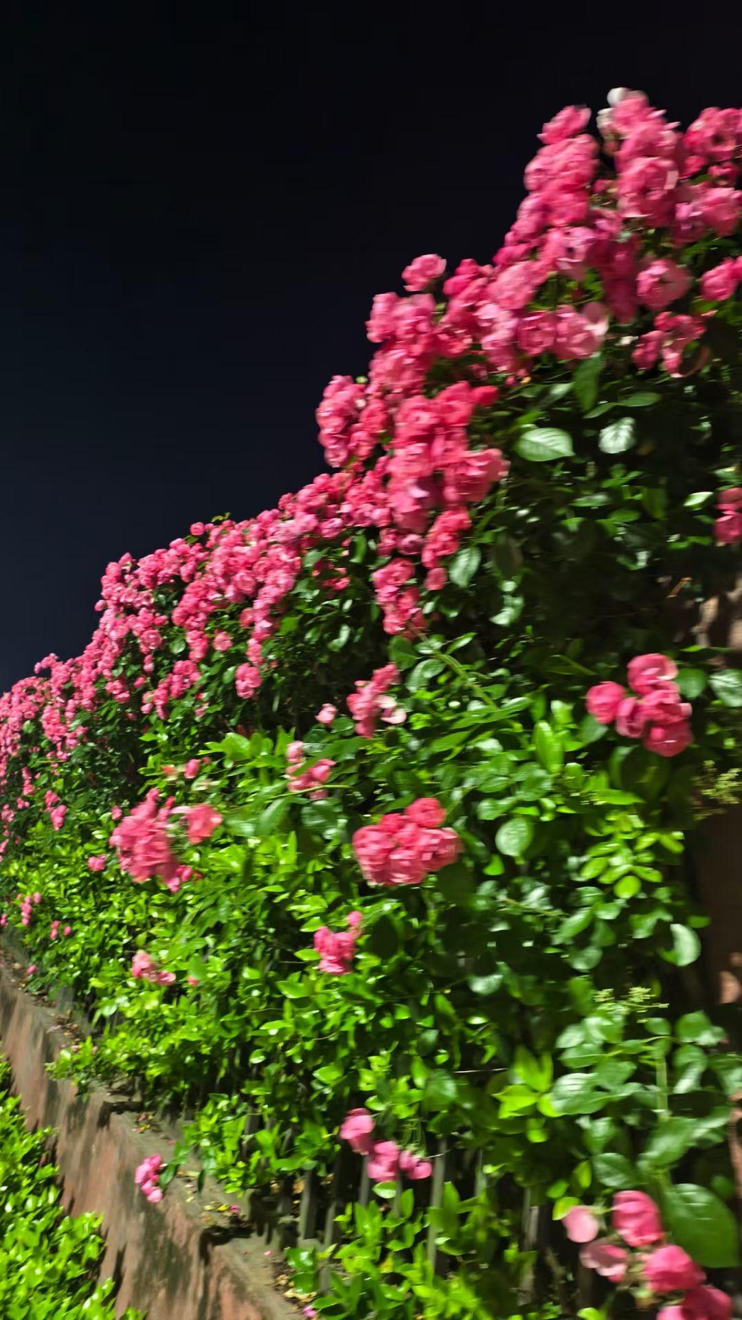 （手机随拍随语）
黑夜因你们地绽放而明艳起来……