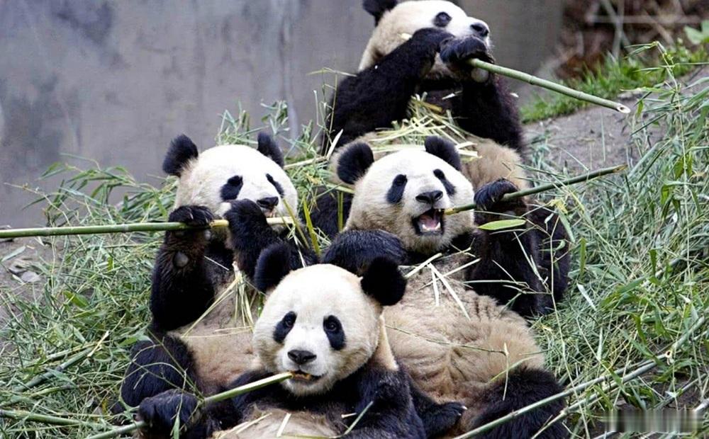 #你认为哪款神兽最中国# 要说我最喜爱的神兽，那必定是大熊猫无疑了，它那独特可爱