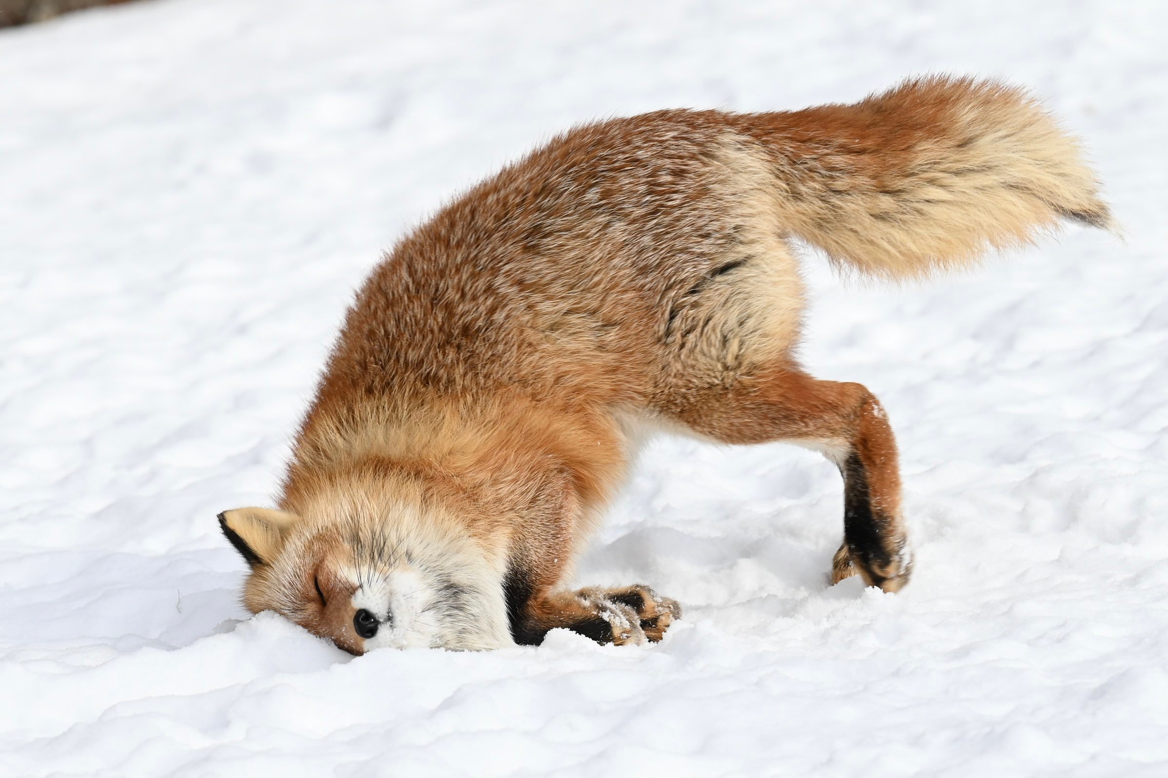 狐狸 冬天的时候蹭蹭雪地，萌萌的©️animal0_zoo 
